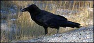 Corvidae (Common Raven)