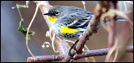Parulidae (Yellow-rumped Warbler)