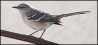 Mimidae (Northern Mockingbird)