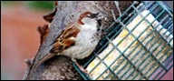 Passeridae (House Sparrow)