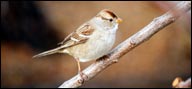 Emberizidae (White-crowned Sparrow)