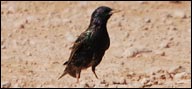 Sturnidae - Starlings