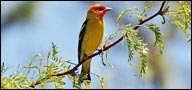 Thraupidae, Western Tanager