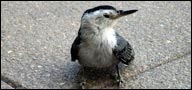 Sittidae (White-breasted Nuthatch)