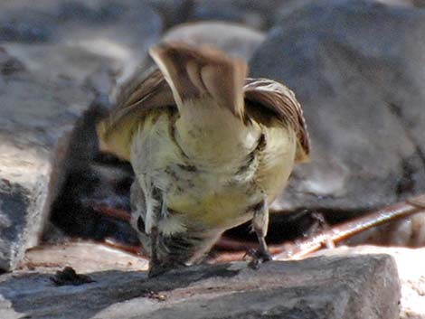 Hammond's Flycatcher (Empidonax hammondii)
