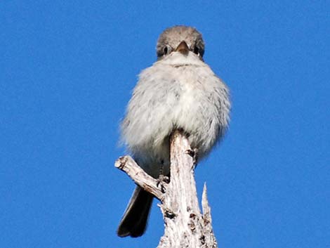 Gray Flycatcher (Empidonax wrightii)
