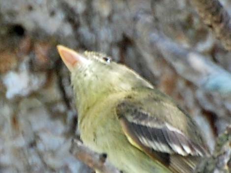 Cordilleran Flycatcher (Empidonax occidentalis)