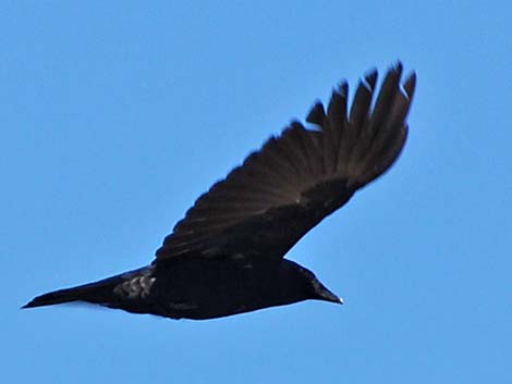 Fish Crow (Corvus ossifragus)