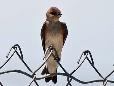 Northern Rough-winged Swallow (Stelgidopteryx serripennis)