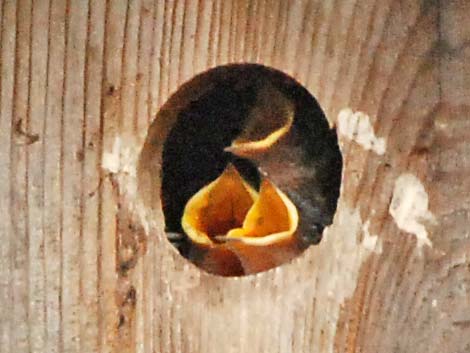 Tree Swallow (Tachycineta bicolor)