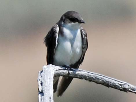 Tree Swallow (Tachycineta bicolor)
