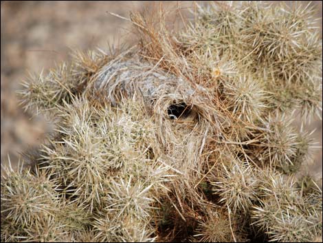 Cactus Wren (Campylorhynchus brunneicapillus)