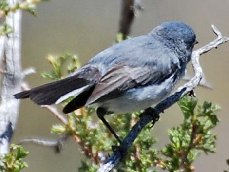 Blue-gray Gnatcatcher (Polioptila caerulea)