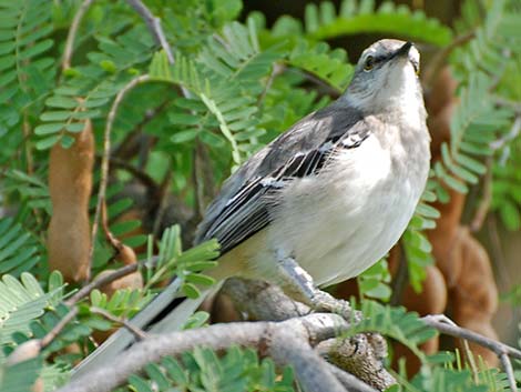 Northern Mockingbird (Mimus polyglottos)