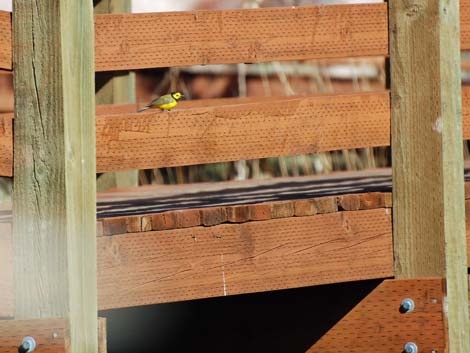 Hooded Warbler (Wilsonia citrina)