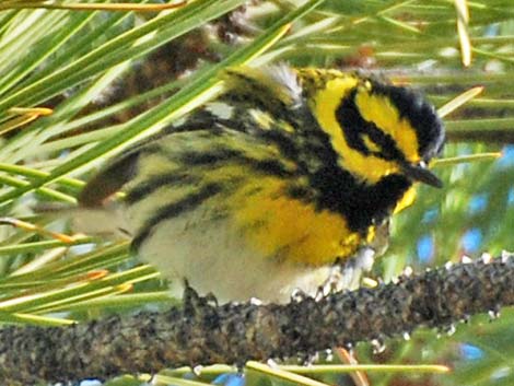 Townsend's Warblers (Dendroica townsendi)