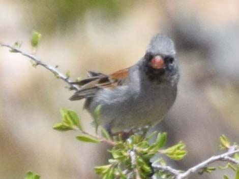 Black-chinned Sparrow (Spizella atrogularis)
