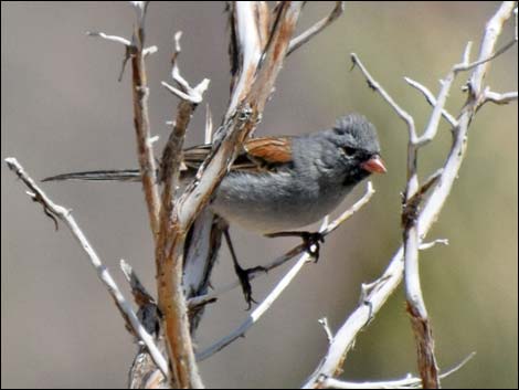 Black-chinned Sparrow (Spizella atrogularis)