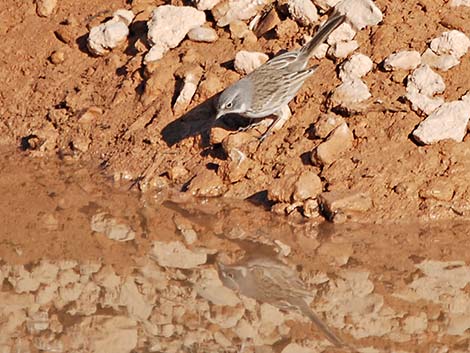 Sage Sparrow (Amphispiza belli)