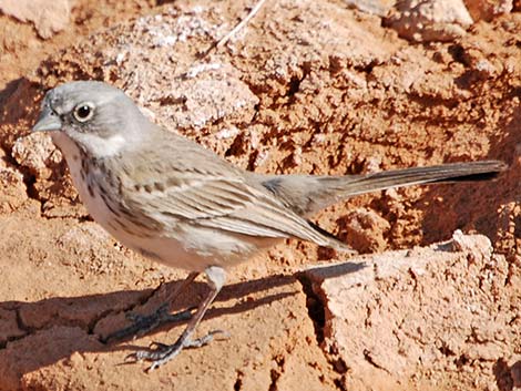 Sage Sparrow (Amphispiza belli)