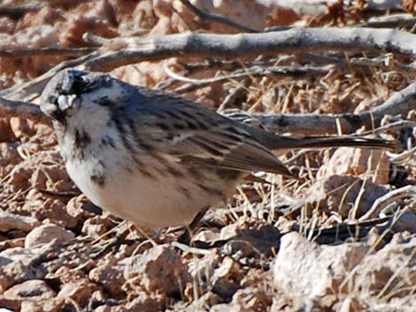 Bell's Sparrow (Artemisiospiza belli)
