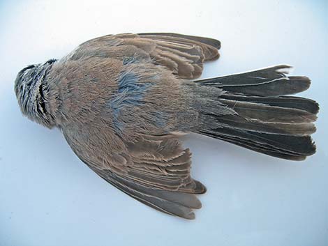 Black-throated Sparrow (Amphispiza bilineata)