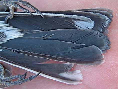 Black-throated Sparrow (Amphispiza bilineata)