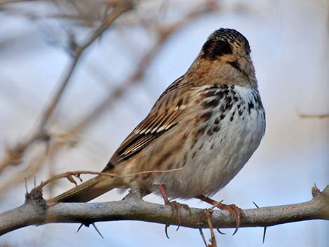 Harris's Sparrow (Zonotrichia querula)