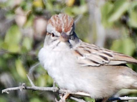 Rufous-winged Sparrow (Aimophila carpalis)