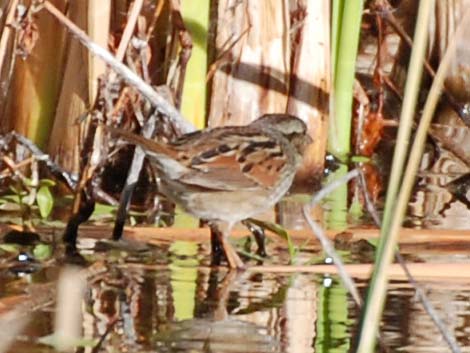 Swamp Sparrow (Melospiza georgiana)
