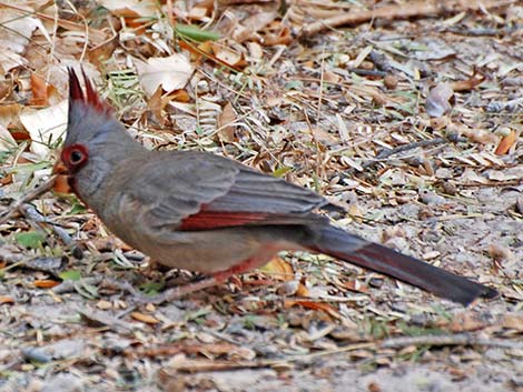 Pyrrhuloxia (Cardinalis sinuatus)