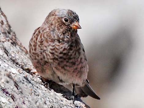 Gray-crowned Rosy-Finch (Leucosticte tephrocotis)
