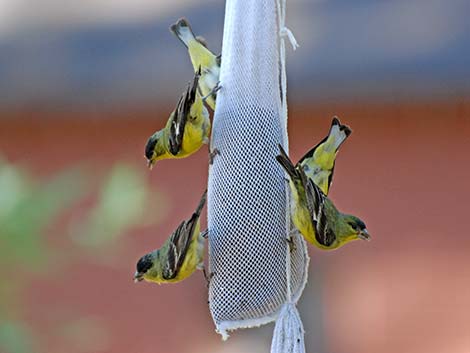 Lesser Goldfinch (Carduelis psaltria)