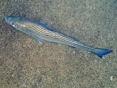 Hybrid Striped Bass (Morone saxatilis)