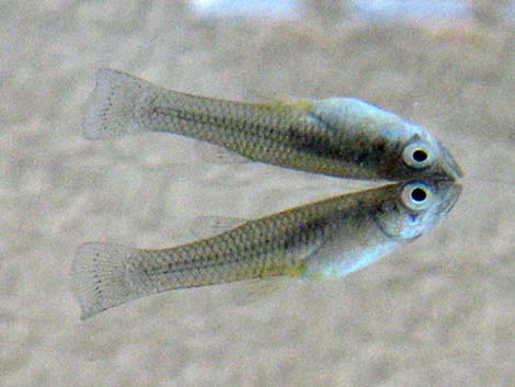 Mosquitofish (Gambusia affinis)
