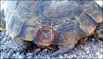 Ornithodorus turicata on Desert Tortoise