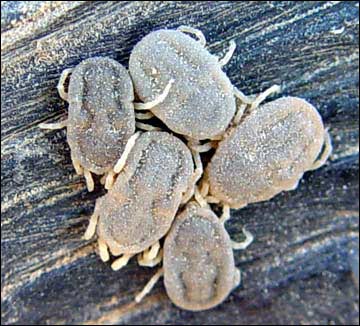 Ornithodorus turicata on desert tortoise