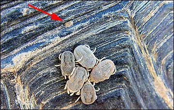 Ornithodorus turicata on desert tortoise