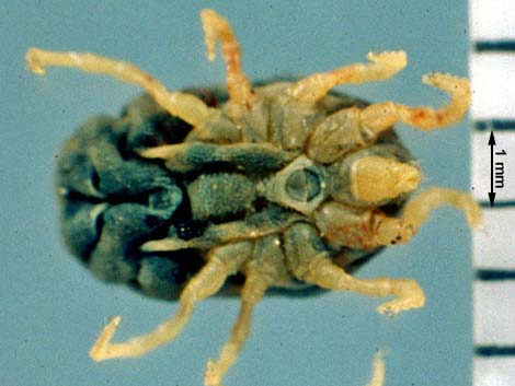 Photo Credit: J. L. Occi Ornithodorus turicata