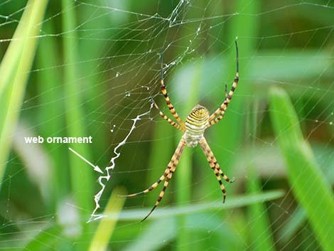 Garden Spider (Family Araneidae)