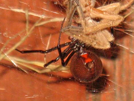 Widow Spiders (Family Theridiidae)