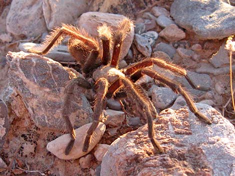 Desert Tarantula (Aphonopelma iodius)