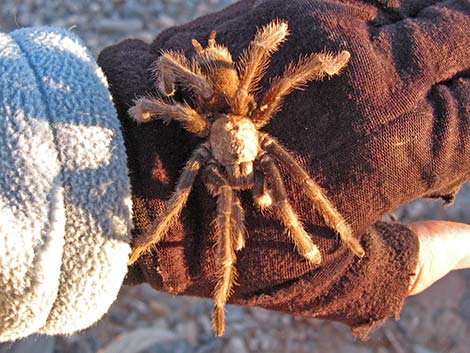 Desert Tarantula (Aphonopelma chalcodes)