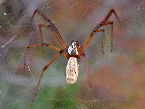 Spiders (Class Arachnida)