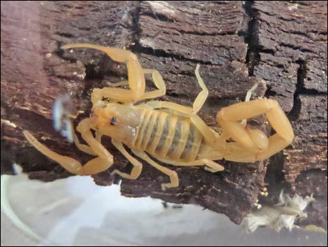 Bark Scorpion (Centruroides exilicauda)