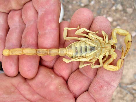 Giant Desert Hairy Scorpion (Hadrurus arizonensis)