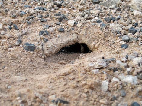 scorpion burrow