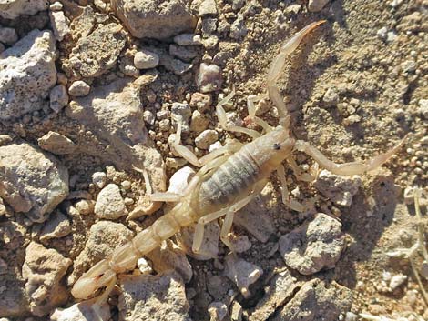 Giant Desert Hairy Scorpion (Hadrurus arizonensis)