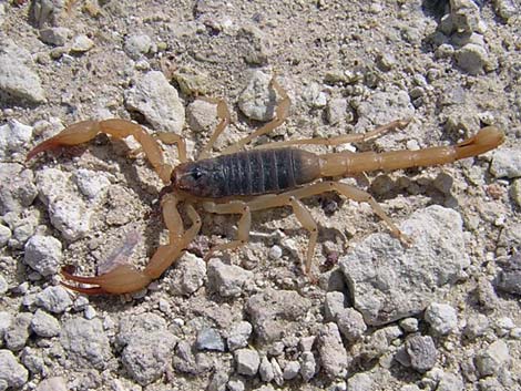 Northern Desert Hairy Scorpions (Hadrurus spadix)