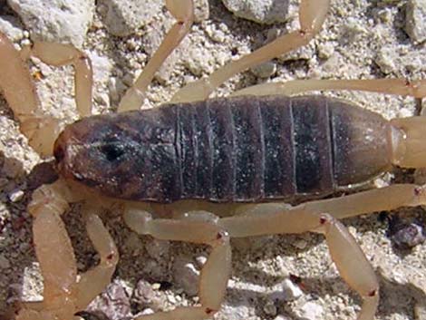 Northern Desert Hairy Scorpions (Hadrurus spadix)